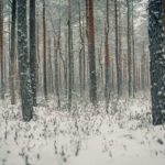 Episode 6—Winter Solstice Stories
